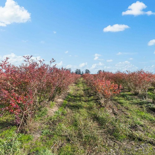 Photo 23 at 15729 48 Avenue, Serpentine, Cloverdale Photo 23 at 15729 48 Avenue, Serpentine, Cloverdale