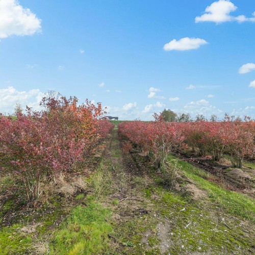 Photo 22 at 15729 48 Avenue, Serpentine, Cloverdale Photo 22 at 15729 48 Avenue, Serpentine, Cloverdale