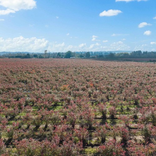 Photo 15 at 15729 48 Avenue, Serpentine, Cloverdale Photo 15 at 15729 48 Avenue, Serpentine, Cloverdale