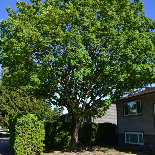 Photo 5 at 17486 61a Avenue, Cloverdale BC, Cloverdale Photo 5 at 17486 61a Avenue, Cloverdale BC, Cloverdale