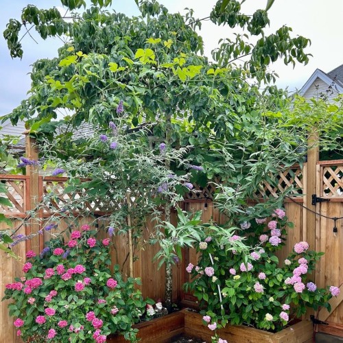 Photo 38 at 6733 193a Street, Clayton, Cloverdale Photo 38 at 6733 193a Street, Clayton, Cloverdale