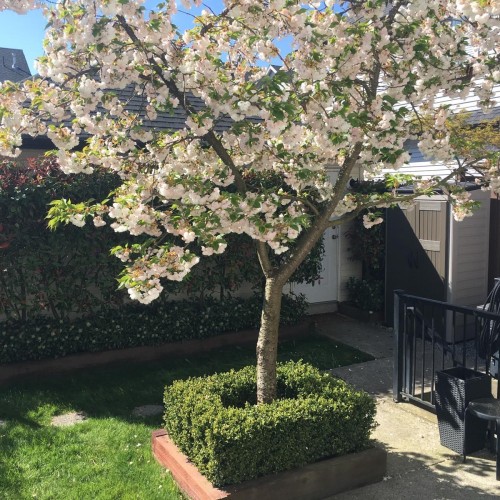 Photo 39 at 6733 193a Street, Clayton, Cloverdale Photo 39 at 6733 193a Street, Clayton, Cloverdale