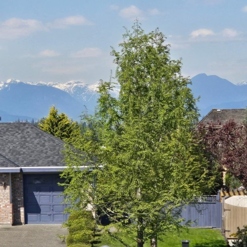 Photo 38 at 16481 86 Avenue, Fleetwood Tynehead, Surrey Photo 38 at 16481 86 Avenue, Fleetwood Tynehead, Surrey