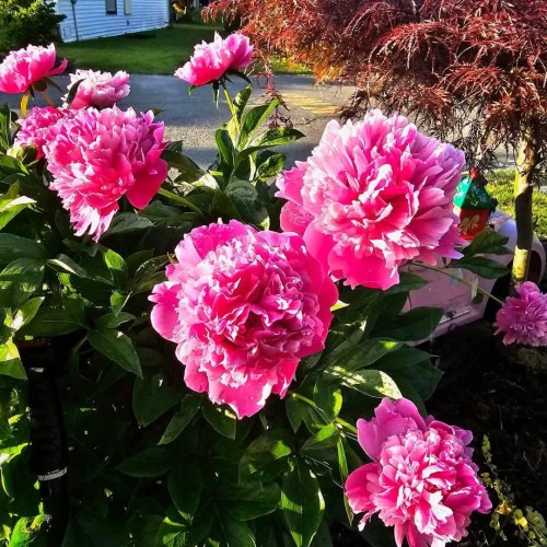 Photo 36 at 58 - 8220 King George Boulevard, East Newton, Surrey Photo 36 at 58 - 8220 King George Boulevard, East Newton, Surrey