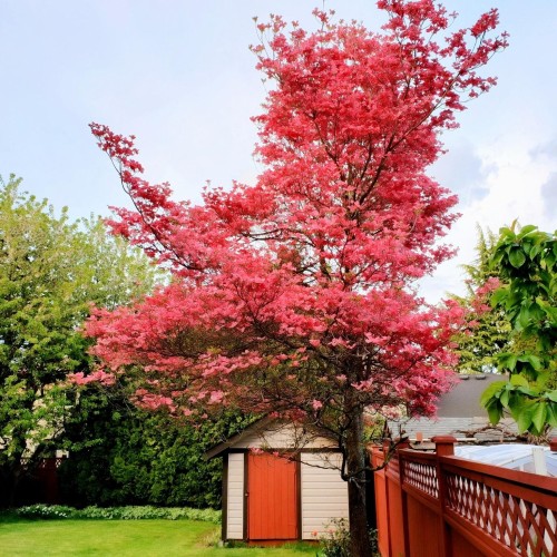 Photo 28 at 9674 155a Street, Guildford, North Surrey Photo 28 at 9674 155a Street, Guildford, North Surrey