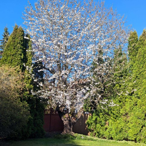 Photo 30 at 9674 155a Street, Guildford, North Surrey Photo 30 at 9674 155a Street, Guildford, North Surrey