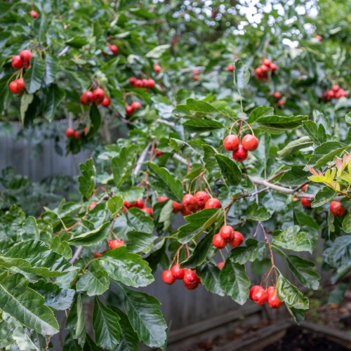 Photo 40 at 5663 186a Street, Cloverdale BC, Cloverdale Photo 40 at 5663 186a Street, Cloverdale BC, Cloverdale