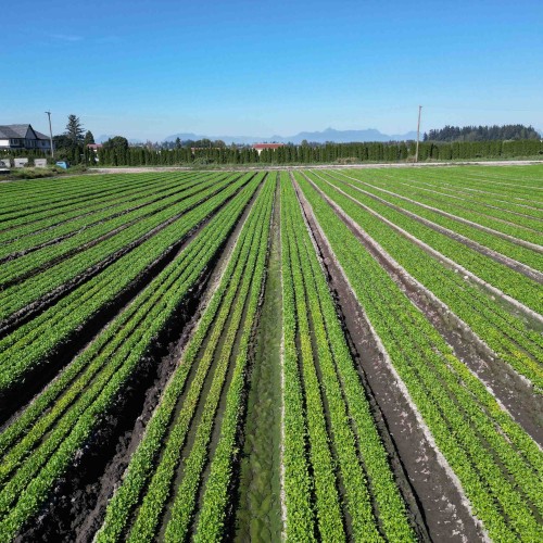 Photo 7 at 4444 168 Street, Serpentine, Cloverdale Photo 7 at 4444 168 Street, Serpentine, Cloverdale