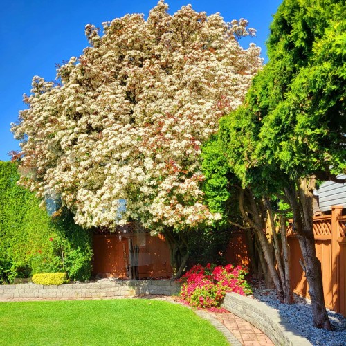 Photo 27 at 6041 186 Street, Cloverdale BC, Cloverdale Photo 27 at 6041 186 Street, Cloverdale BC, Cloverdale